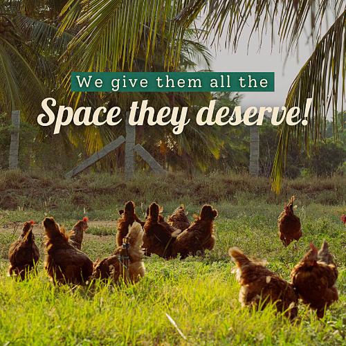 Farm Made Free Range Brown Eggs 6 pcs