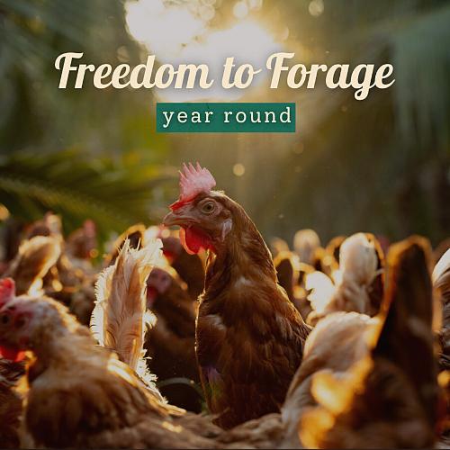 Farm Made Free Range Eggs 12 pcs