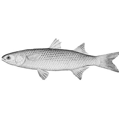 Star Fresh Water Mullet 1 Pc
