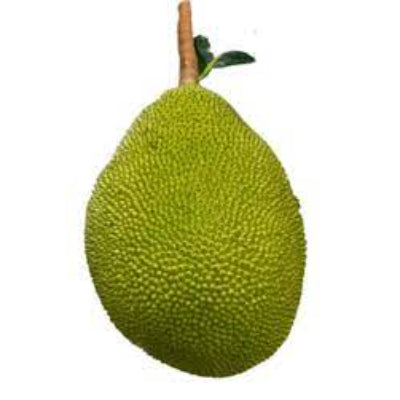 Starfresh Jack Fruit Small ~ 500 gm