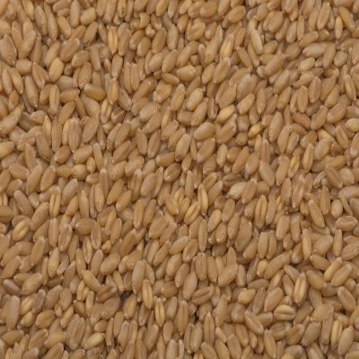 Star Sihore Wheat 5 kg