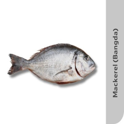 Starfresh Sea Water Mackeral (Bangda)Big Cleaned Gross 1.5 Kg Net 1.3 Kg