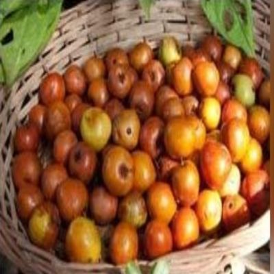 Starfresh Ber Small 1 pc