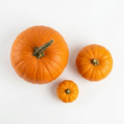Pumpkin Disco Small, 500 g