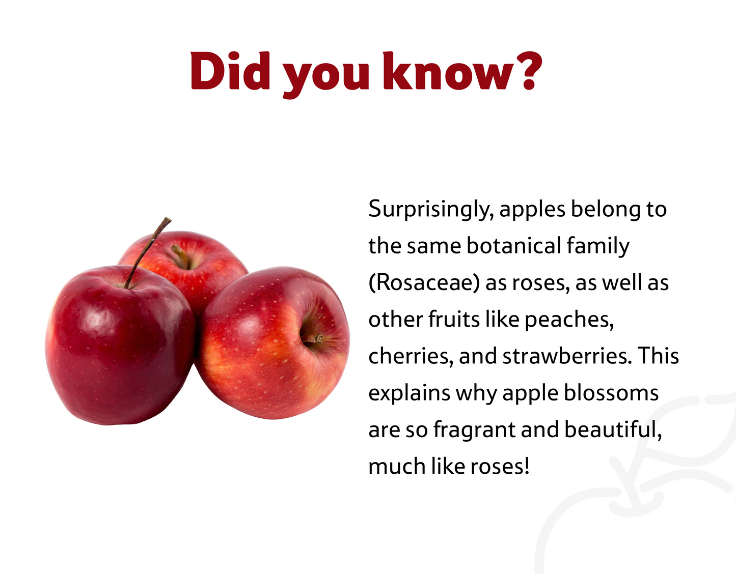Starfresh Apple Red Delicious Imported 4 Pcs 650 g