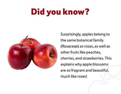 Starfresh Apple Red Delicious Imported 4 Pcs 650 g