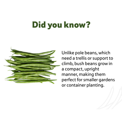 Starfresh Bush (French) Beans ~ 400 g