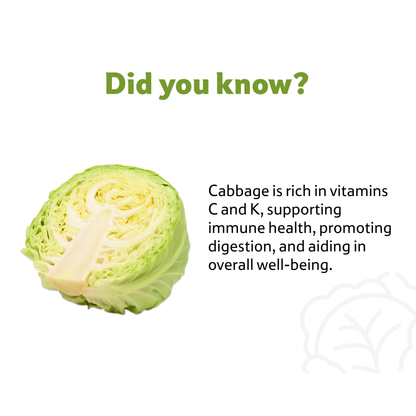 Cabbage, 1 Pc,~ 500–700 g