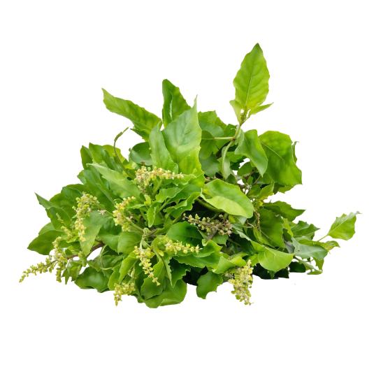 Basil, 20 g