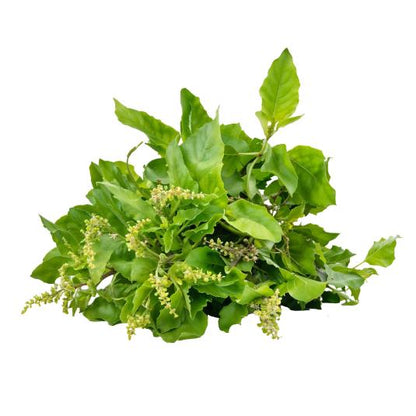 Starfresh Basil ~ 20 gm