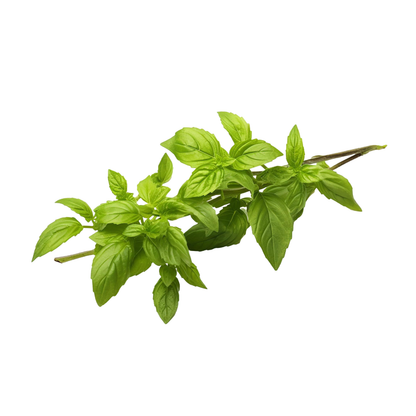 Basil, 20 g