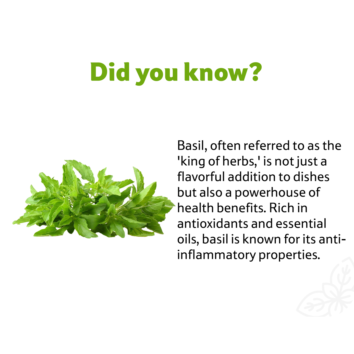 Starfresh Basil ~ 20 gm