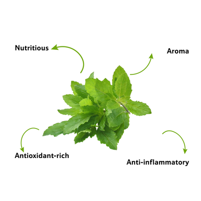 Basil, 20 g