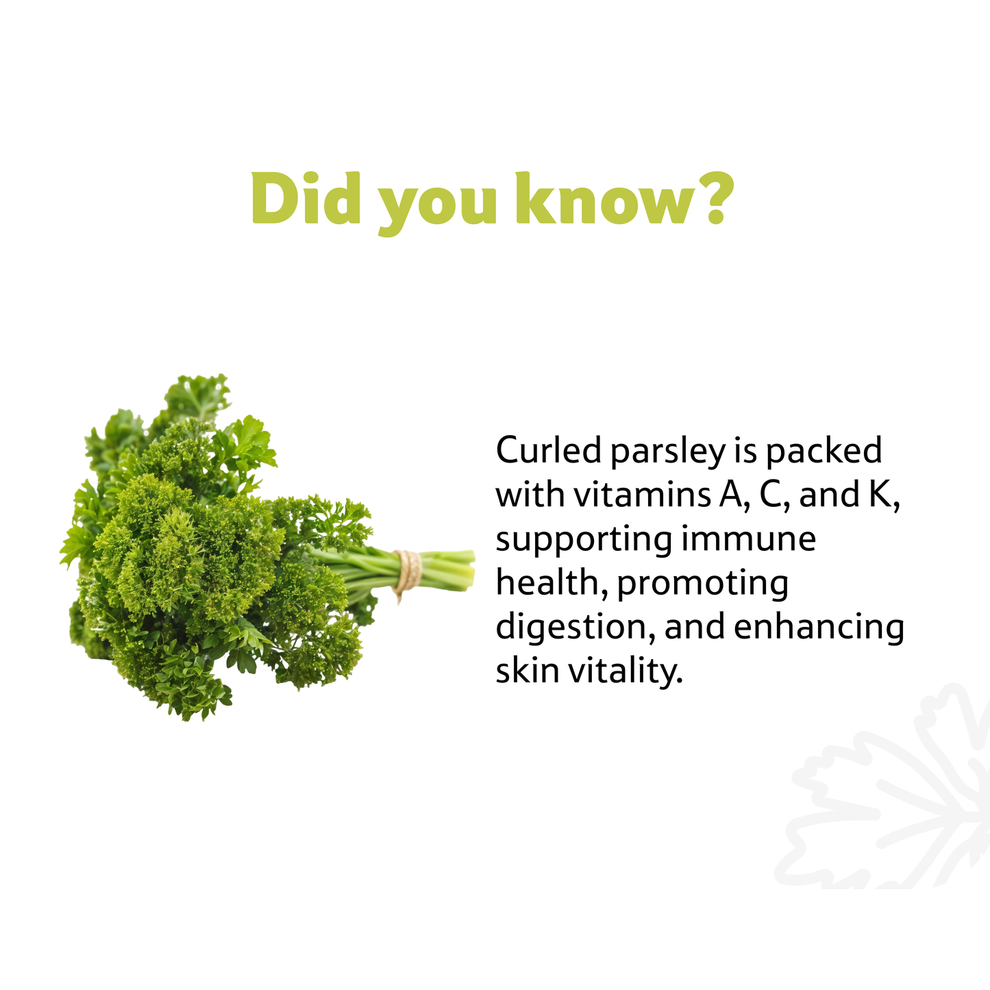 Parsley Curled, 1 Bunch