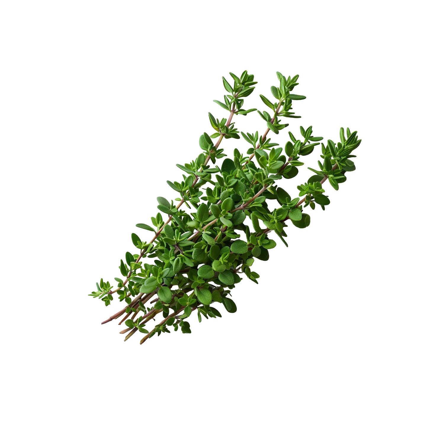 Thyme, 20 g