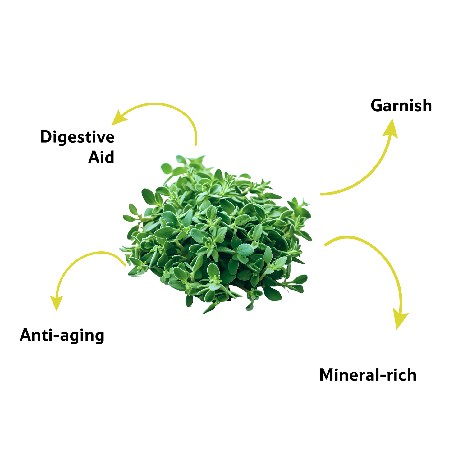Thyme, 20 g