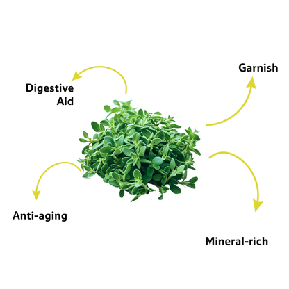 Thyme, 20 g