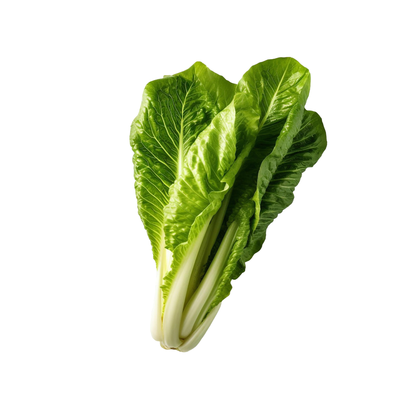 Lettuce Green Romaine, Prepack 1 Pc