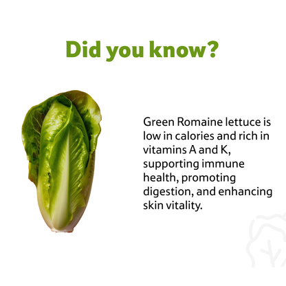 Lettuce Green Romaine, Prepack 1 Pc