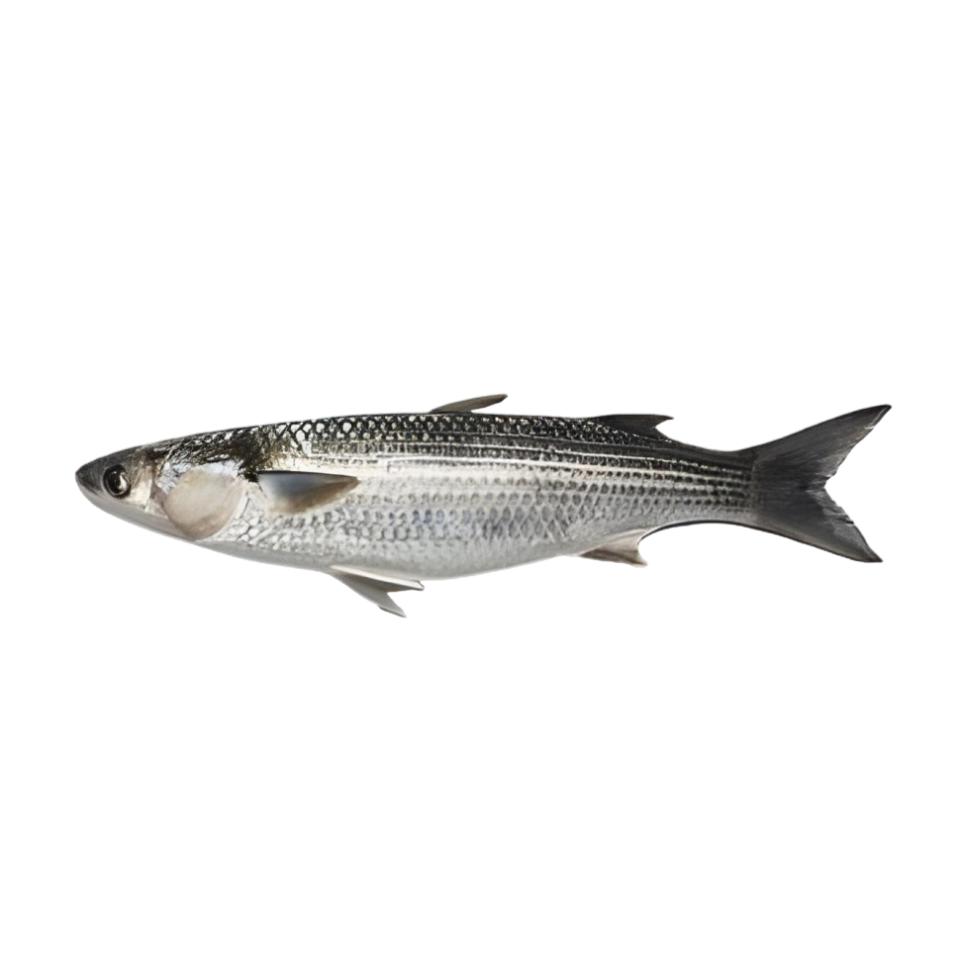 Fresh Water Star Fish Boi 3-5 Pc/Kg, 1 Kg