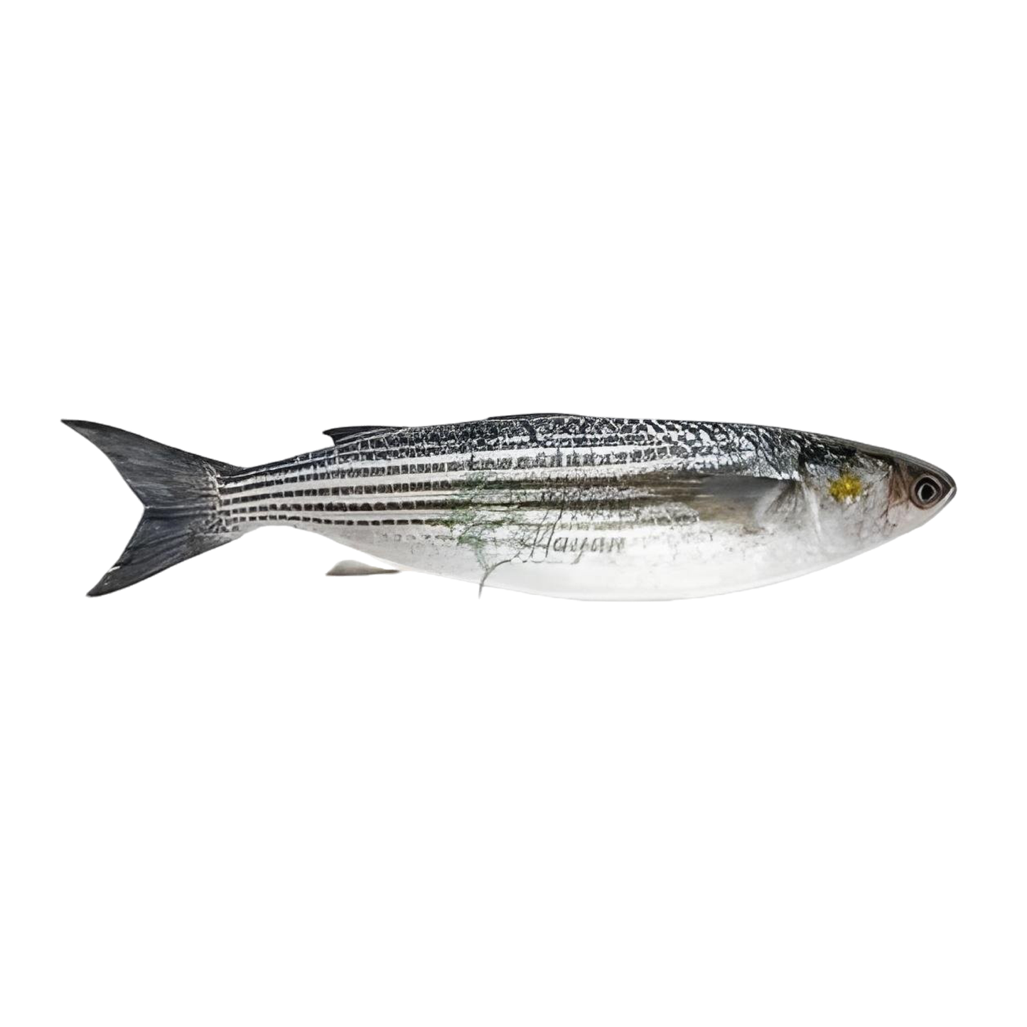Fresh Water Star Fish Boi 3-5 Pc/Kg, 1 Kg