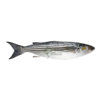 Fresh Water Star Fish Boi 3-5 Pc/Kg, 1 Kg