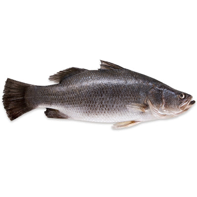 Starfresh Star Sea Bass 2 - 5 Kg 1 kg
