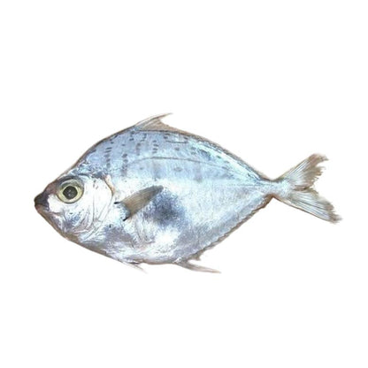 Star Sea Water Silver Belly, 1 Pc