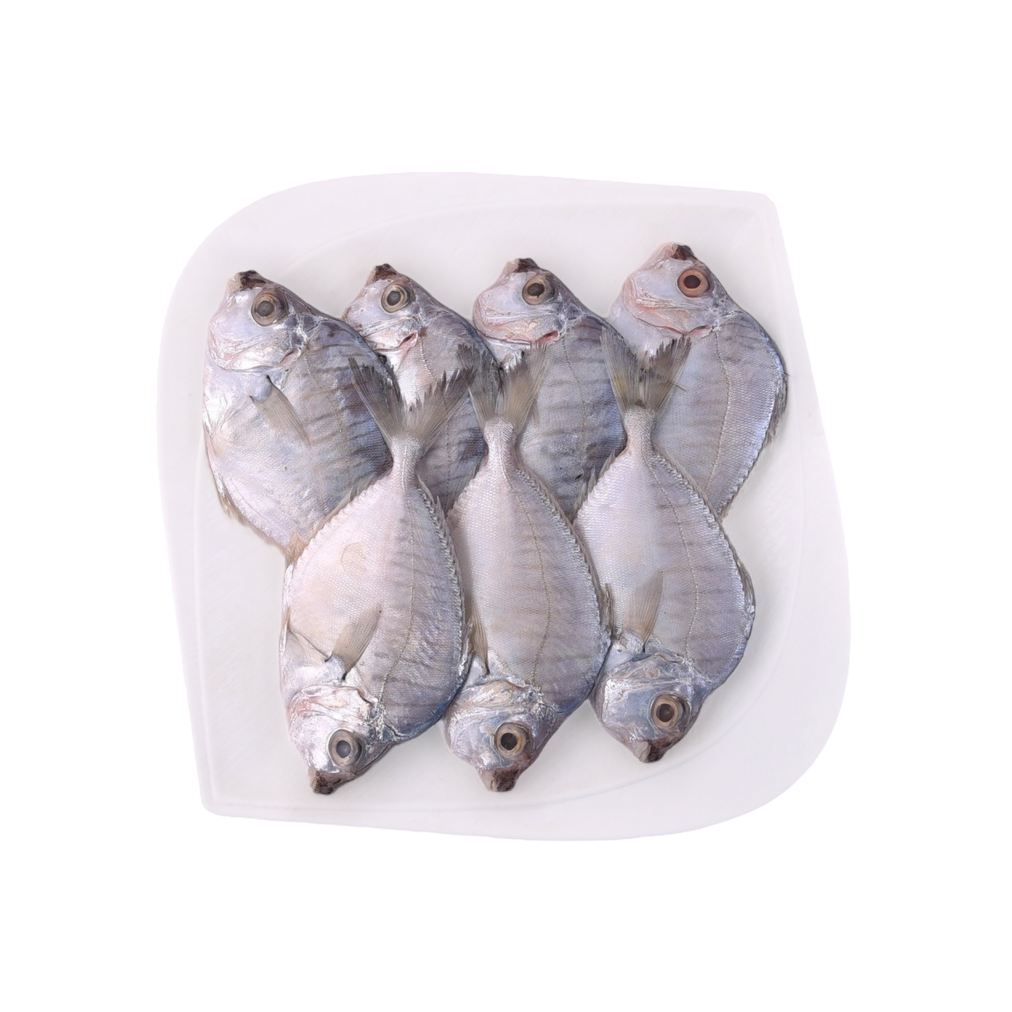 Star Sea Water Silver Belly, 1 Pc