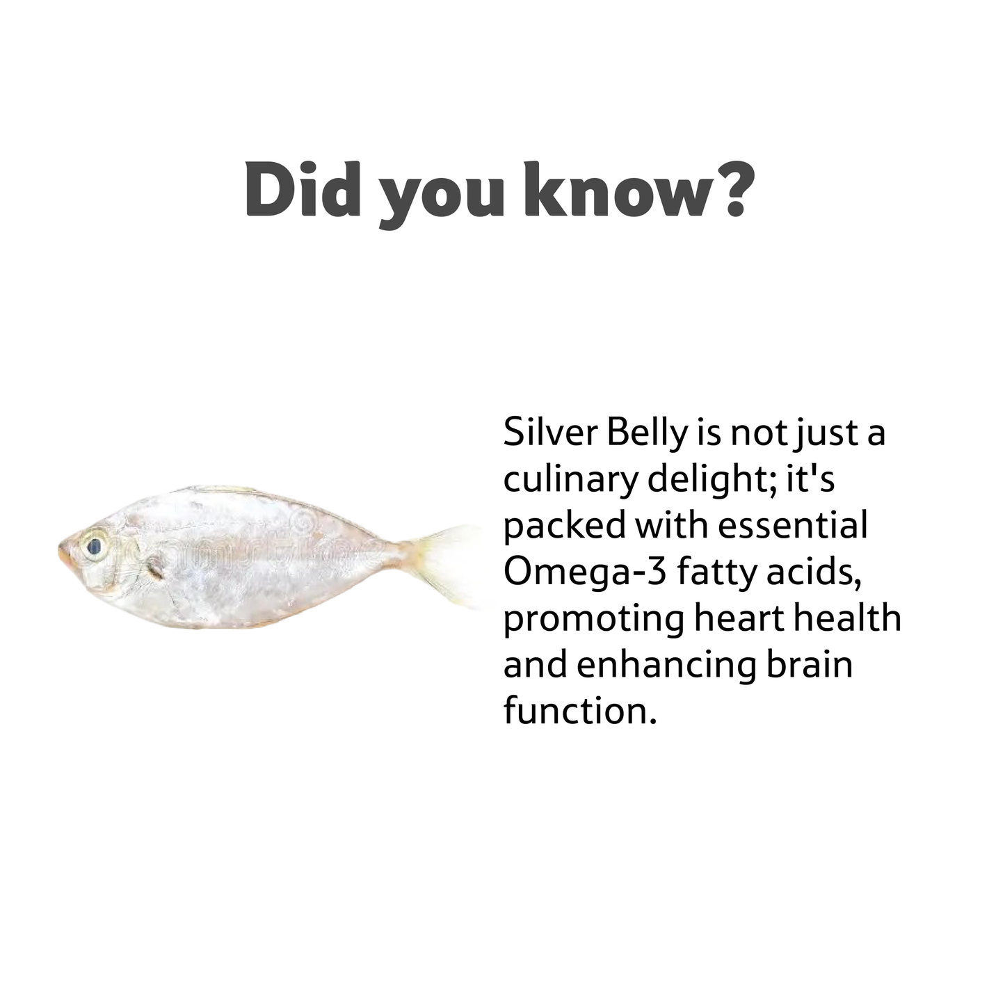 Star Sea Water Silver Belly, 1 Pc
