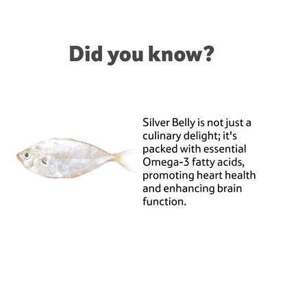 Star Sea Water Silver Belly, 1 Pc