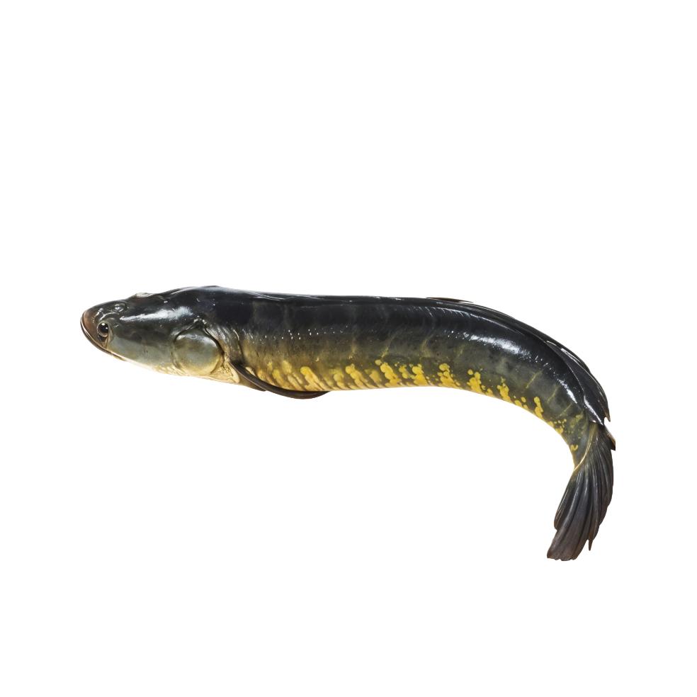 Water Murrel, 1 Pc