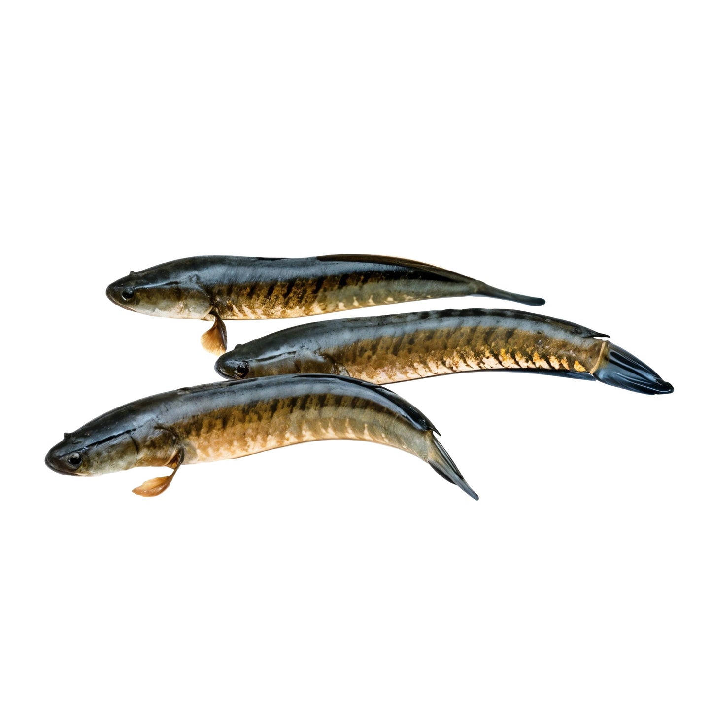 Starfresh Water Murrel 1 pc