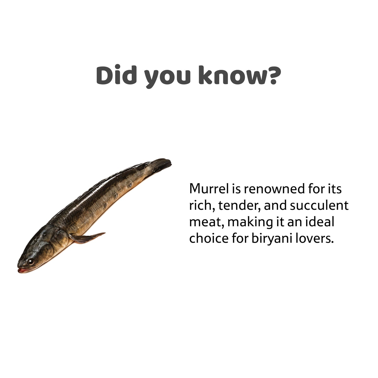Water Murrel, 1 Pc