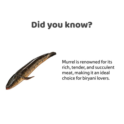 Starfresh Water Murrel 1 pc