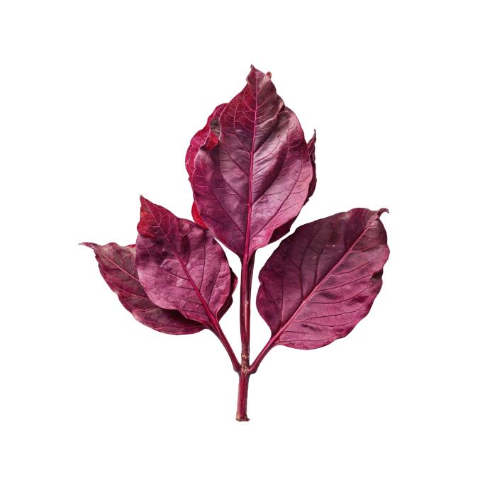 Starfresh Spinach Bunch prepack