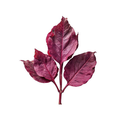 Starfresh Spinach Bunch prepack