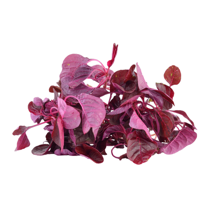 Starfresh Spinach Bunch prepack