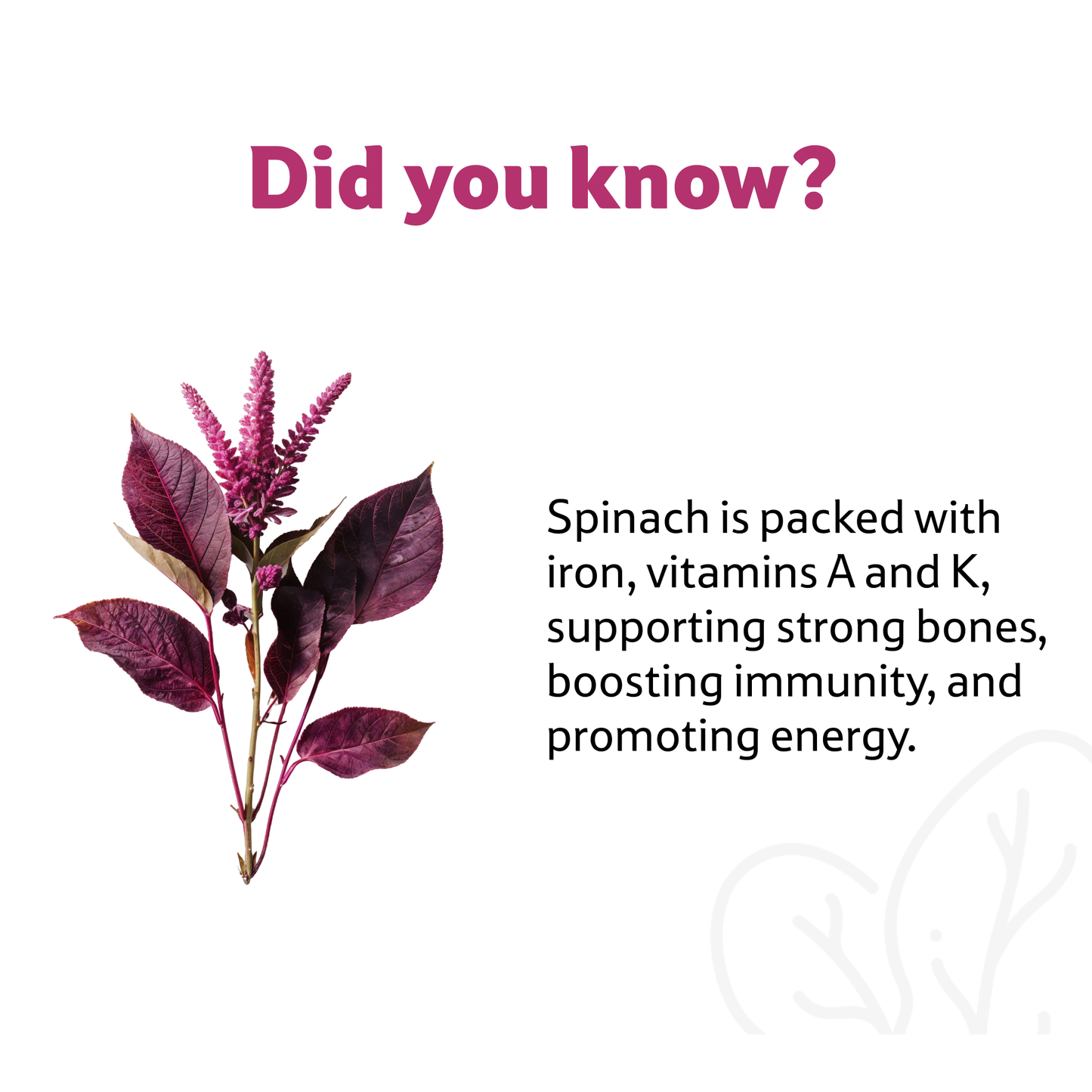 Starfresh Spinach Bunch prepack