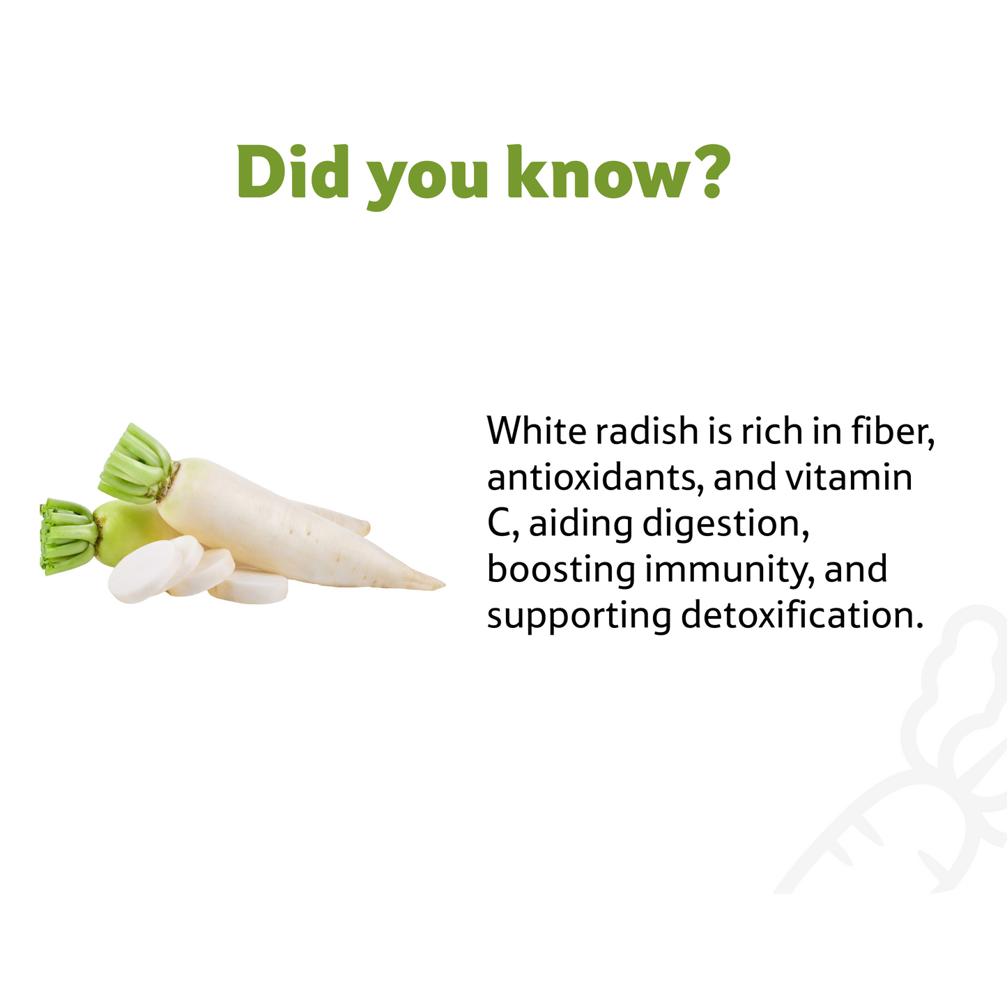 Radish White, 1 Pc