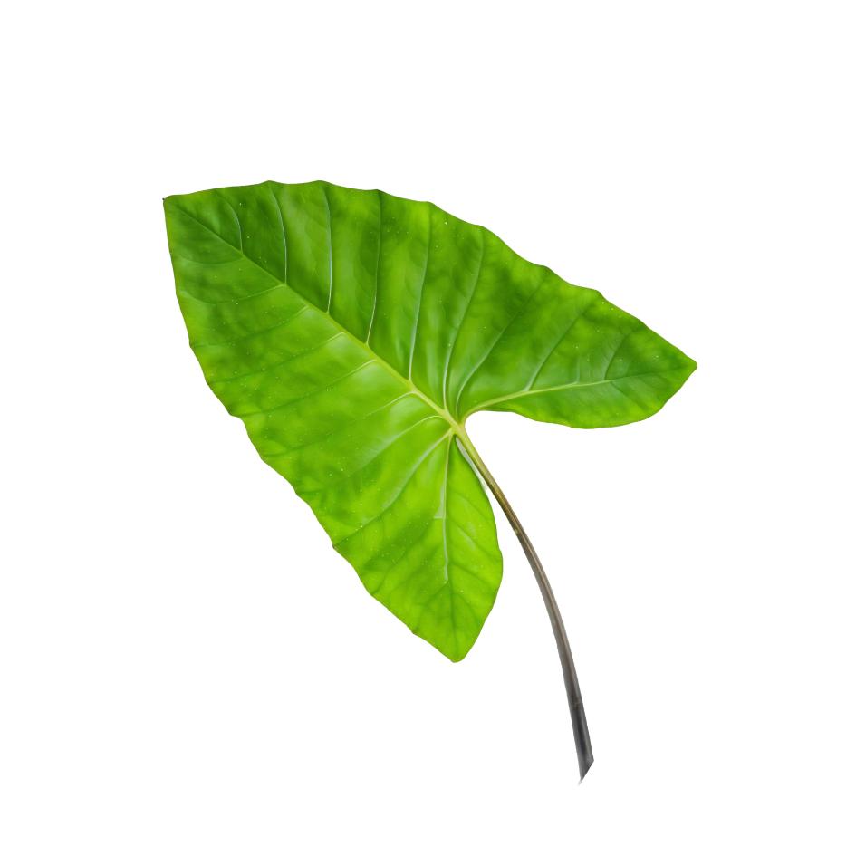 ColocassiaArbi Leaves Bunch, 35 g