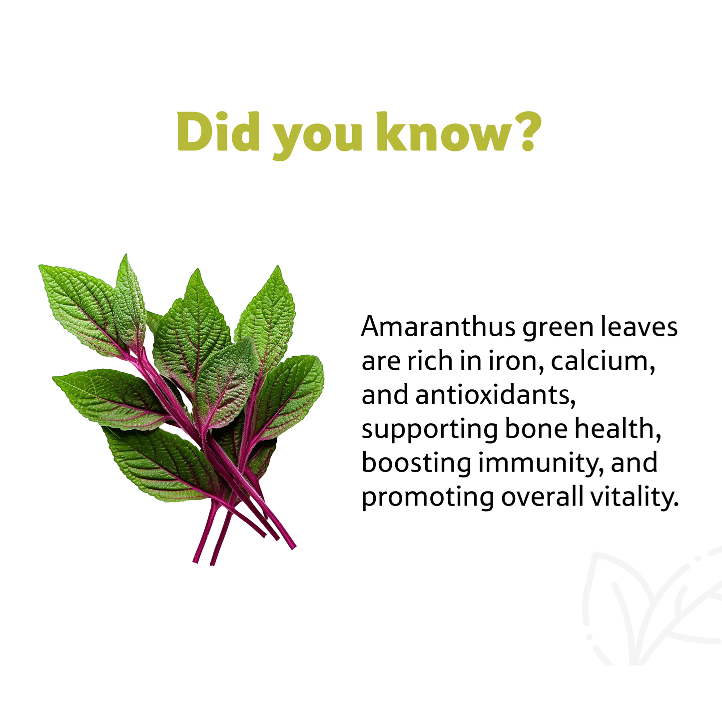 Amaranthus Green Leaves Bunch Prepack Per Pc