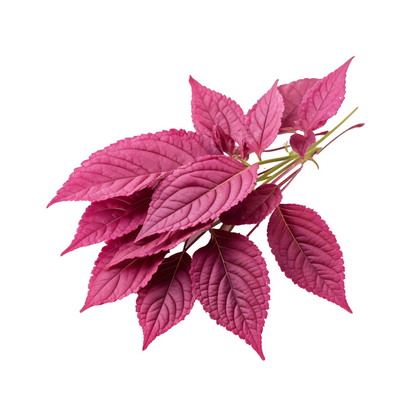 Amaranthus Red Leaves Bunch Prepack Per Pc