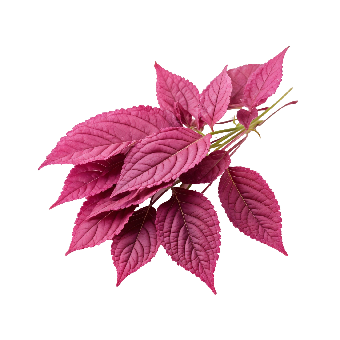 Amaranthus Red Leaves Bunch Prepack Per Pc