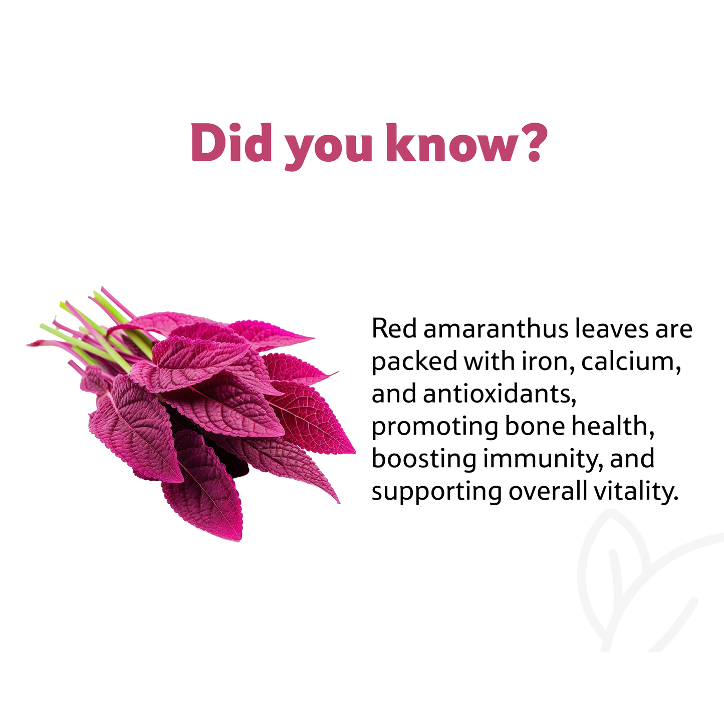 Amaranthus Red Leaves Bunch Prepack Per Pc