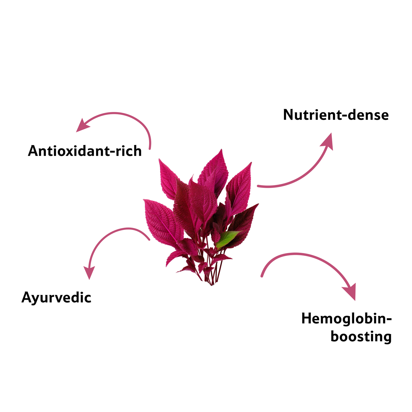 Amaranthus Red Leaves Bunch Prepack Per Pc