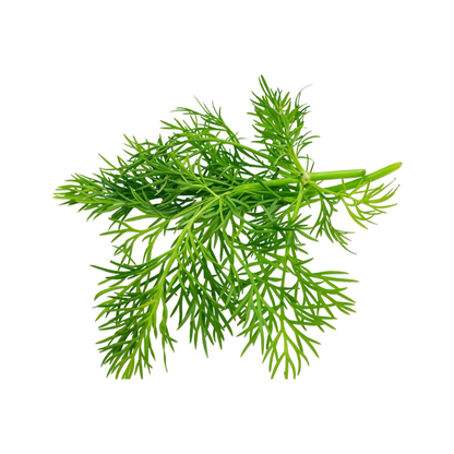 Dill Leaves, 1 Bunch