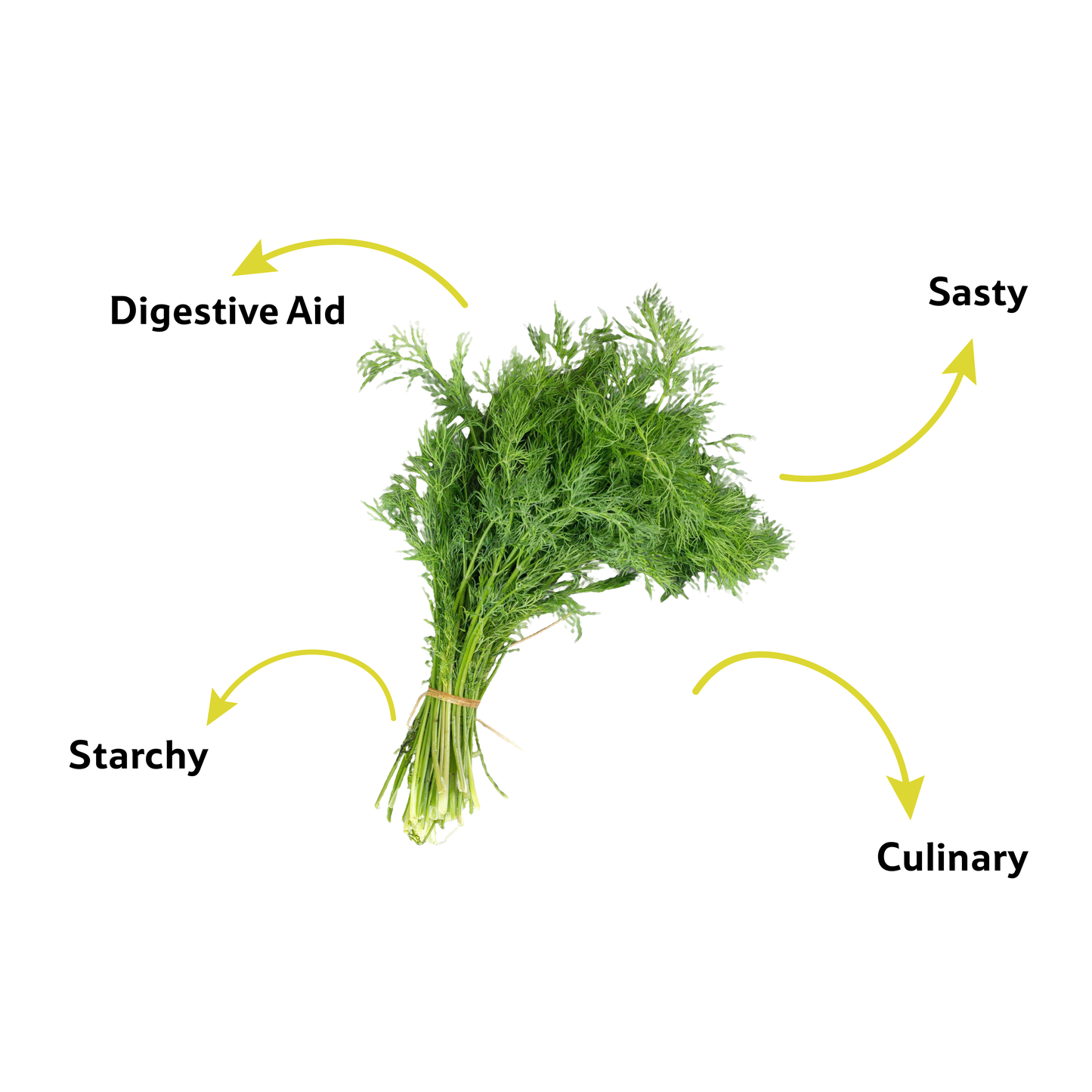 Dill Leaves, 1 Bunch