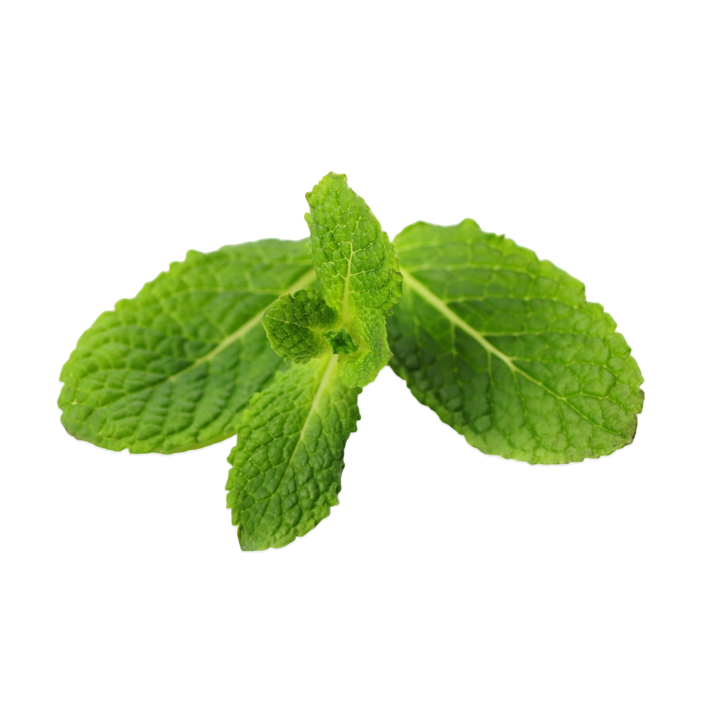 Starfresh Mint Leaves Bunch prepack about 150 gm