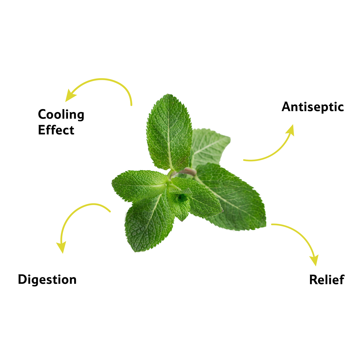 Mint Leaves Bunch, Prepack 150 g